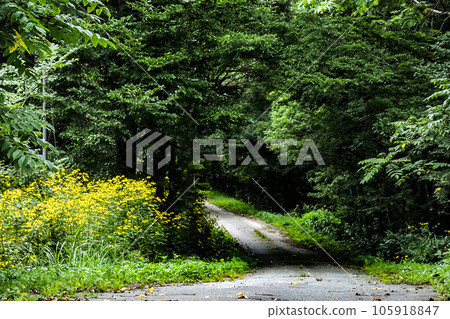 The old Miyako Kaido road where clusters of Jerusalem artichokes bloom 105918847