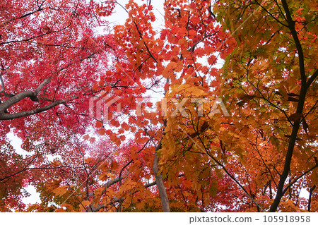 岩手公園的紅葉盛宴 仰望鮮豔的紅葉 宅北躺著也能看到的紅葉 岩手公園的紅葉盛宴 仰望鮮豔的紅葉 宅北躺著也能看到的紅葉 105918958