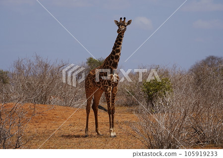 African Masai giraffe in savanna at Tsavo East National Park in Kenya African Masai giraffe in savanna at Tsavo East National Park in Kenya 105919233