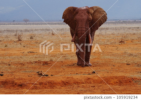 African elephant in savannah at Tsavo East National Park in Kenya African elephant in savannah at Tsavo East National Park in Kenya 105919234