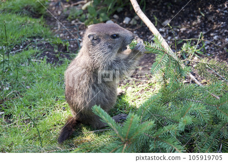 Captive alpine marmot cub in Upper Austria, Austria 105919705