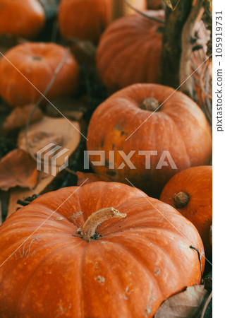 Autumn authentic pumpkins background, vertical photo, selective focus. 105919731