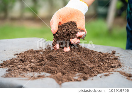 Hand holding peat moss organic matter improve soil for agriculture organic plant growing, ecology concept. Hand holding peat moss organic matter improve soil for agriculture organic plant growing, ecology concept. 105919796