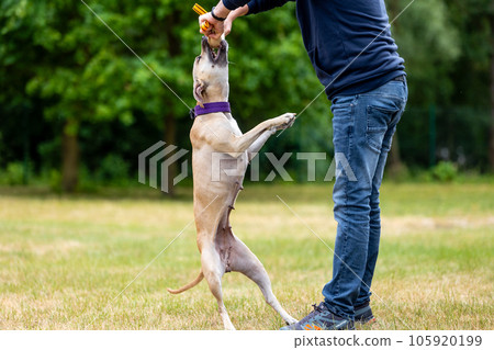 Training of puppy pitbull on the training center outside 105920199