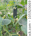 Growing in garden grass green cucumber with flowers. Tasty vegan concept. 105920669