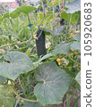 Cucumber growing in garden with yellow flowers. Summer vegetable close up photo. 105920683