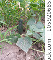 Green cucumber in villages garden growing with leaves on land. 105920685