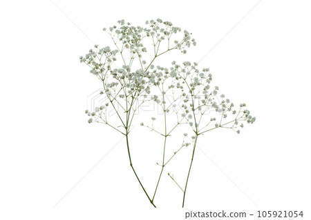 Isolated dried flower on white background Isolated dried flower on white background 105921054