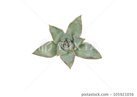 Succulent Echeveria flower rosette isolated on white background, top view Succulent Echeveria flower rosette isolated on white background, top view 105921056