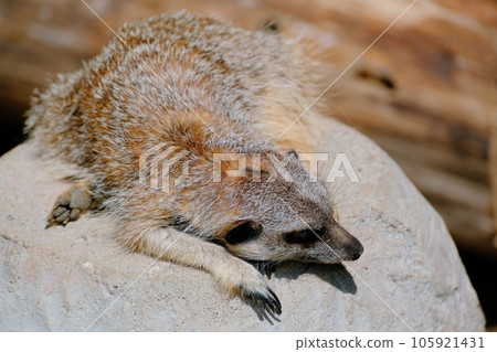 狐獴 狐獴 105921431