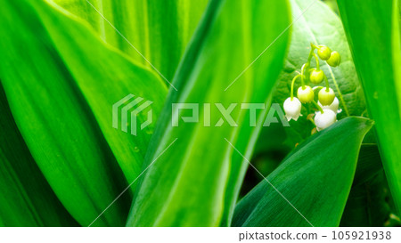 Drops of dew on the leaves of a lily of the valley flower. Drops of dew on the leaves of a lily of the valley flower. 105921938