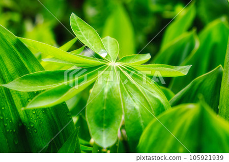A large drop of water on a sheet of lupine. A large drop of water on a sheet of lupine. 105921939