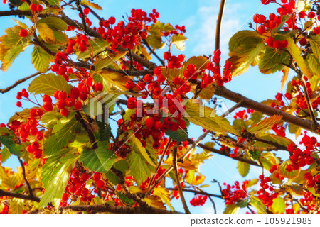A branch of ripe red berries on a background of blue sky in autumn. 105921985