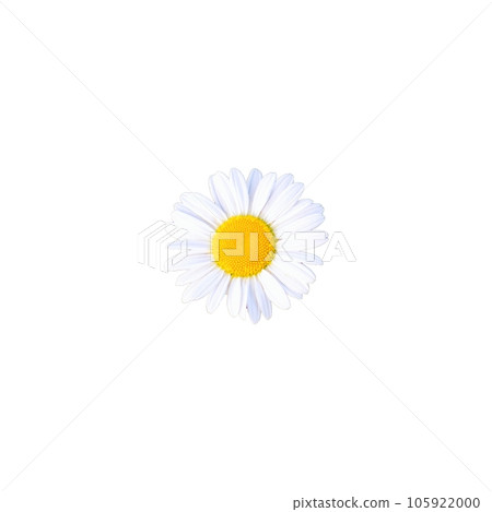 One beautiful daisy flower, a small flower with white petals. Isolated. 105922000