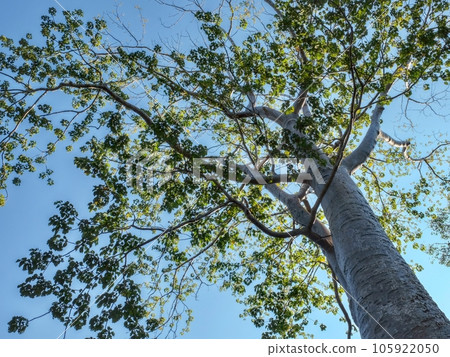 Branches of a tall deciduous tree against a clear blue sky. Branches of a tall deciduous tree against a clear blue sky. 105922050