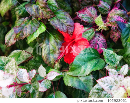 Hibiscus Elegance 105922061