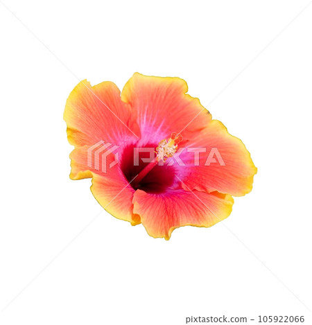 Mesmerizing Details 105922066