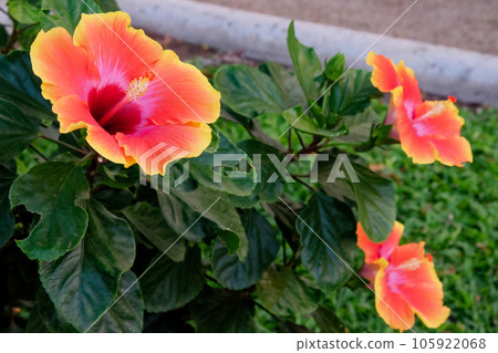 Hibiscus Splendor 105922068