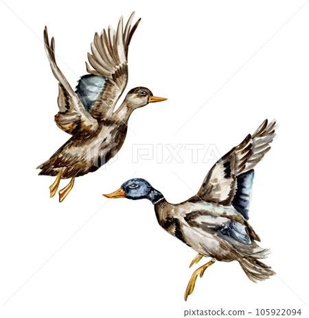 Watercolor hand drawn duck bird . Watercolor illustration of wild animal. Perfect for wedding invitation, greetings card, posters. 105922094