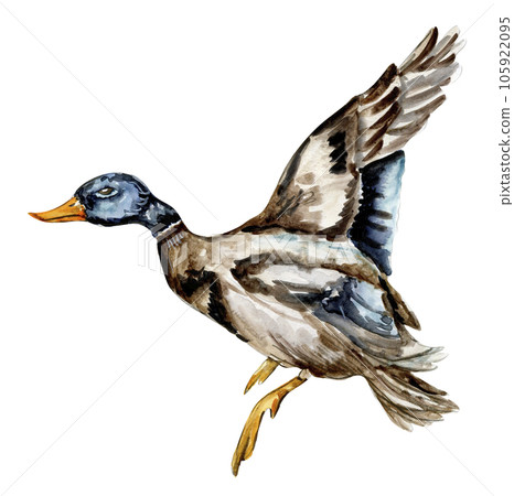 Watercolor hand drawn duck bird . Watercolor illustration of wild animal. Perfect for wedding invitation, greetings card, posters. 105922095