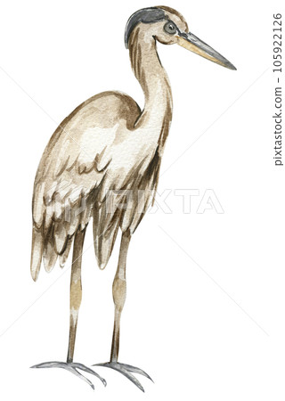 Watercolor hand drawn heron bird . Watercolor illustration of wild animal. Perfect for wedding invitation, greetings card, posters. 105922126