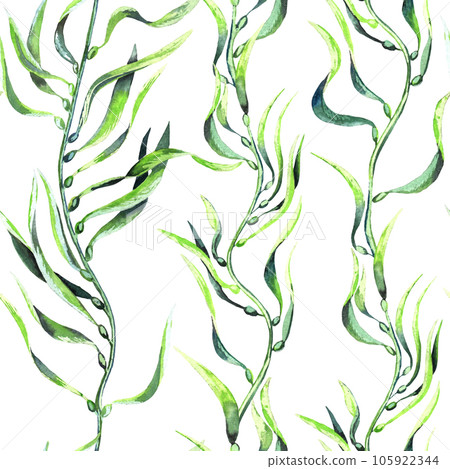 Seaweed kelp seamless pattern. Hand drawn watercolor plants botanical texture. Seaweed kelp seamless pattern. Hand drawn watercolor plants botanical texture. 105922344