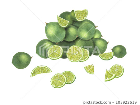 Composition with slices and whole limes isolated on white background. Ripe fragrant fruits. Citruses folded in a slide. Botanical illustration for menu, cocktail party, flyer, posters Composition with slices and whole limes isolated on white background. Ripe fragrant fruits. Citruses folded in a slide. Botanical illustration for menu, cocktail party, flyer, posters 105922619