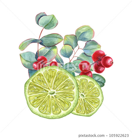 Lime wedges with eucalyptus sprigs and cranberries. Juicy citrus slices, ripe red berries, green leaves. Watercolor illustration isolated on white background. 105922623