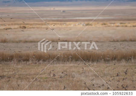 Birds in flight. Birds in flight. 105922633
