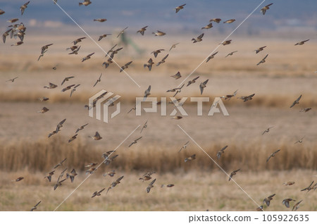 Birds in flight. Birds in flight. 105922635
