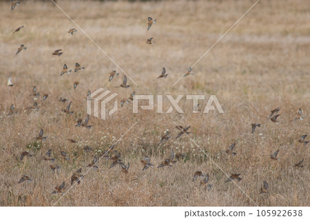 Birds in flight. Birds in flight. 105922638