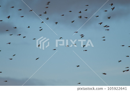 Birds in flight. 105922641
