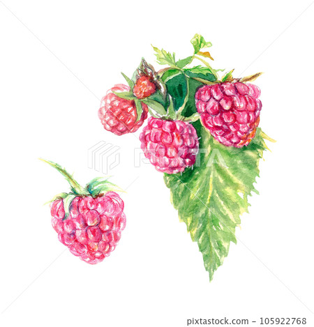 Watercolor raspberry. Botanical illustration isolated on white background. Greeting cards, invitations, food and cosmetic product labels, covers. Watercolor raspberry. Botanical illustration isolated on white background. Greeting cards, invitations, food and cosmetic product labels, covers. 105922768