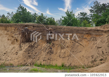 collapsed sandy slope with protruding tree roots 105922913