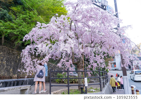 Cherry blossoms in front of Arima Onsen Yukemuri Square 105923555