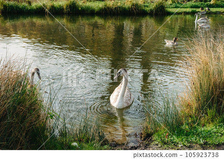 Two white swan couple in love. Wild bird mute swan (Cygnus olor) swim in winter on pond, Czech Republic Europe wildlife 105923738