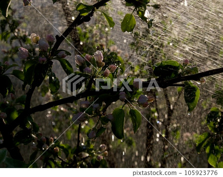 the white-pink blossomed apple-tree flowers 105923776