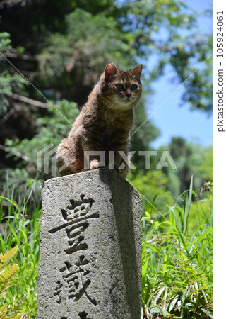 京都府八幡市石清水八幡宮境內的流浪貓 105924061