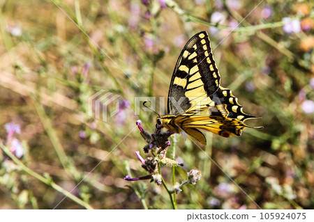 Yellow butterfly in Raganello Gorge in Civita, Calabria, Italy. Beautiful mountain landscape of Pollino National Park 105924075