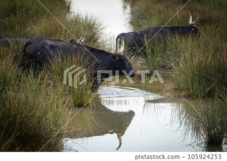 natural scene in Camargue with bulls natural scene in Camargue with bulls 105924253