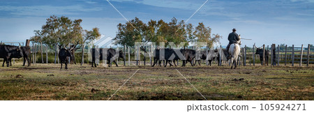 Landscape with bulls and guardians in Camargue 105924271