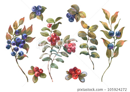 Watercolor Hand Drawn illustration of Blueberry and with green leaves. Forest Plant with Blue Berries isolated on white background 105924272