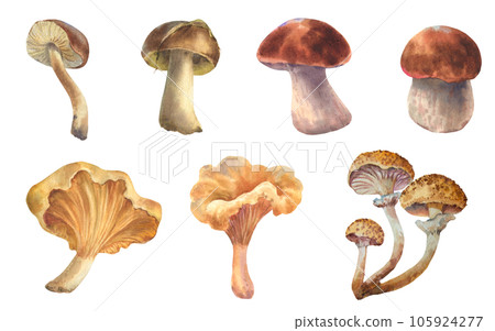 Set of watercolor illustrations edible mushrooms. Boletus mushroom, Chanterelle, big white mushroom, vegetarian gourmet cuisine, illustration isolated on white background. 105924277