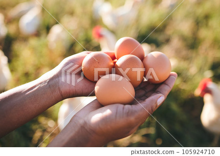 Eggs, farmer and hands in agriculture at sustainability farm or free range product for protein diet in nature. Food, health and person with organic nutrition from livestock on field in countryside 105924710