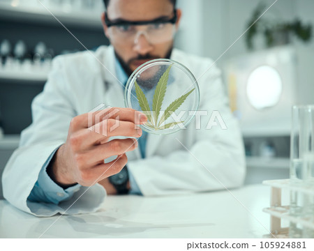 Hand, marijuana and science with a doctor man in a laboratory for research, innovation or ecology. Cannabis leaf, sustainability and sample with a male scientist working in a lab for cure development Hand, marijuana and science with a doctor man in a laboratory for research, innovation or ecology. Cannabis leaf, sustainability and sample with a male scientist working in a lab for cure development 105924881