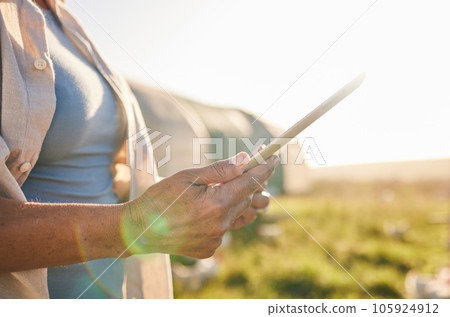 Farm, chicken and person on tablet in field, countryside and nature for internet, research and growth analysis. Agriculture, sustainable farming and farmer on digital tech for production inventory 105924912