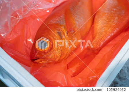 紅鯛魚 紅鯛魚 105924952