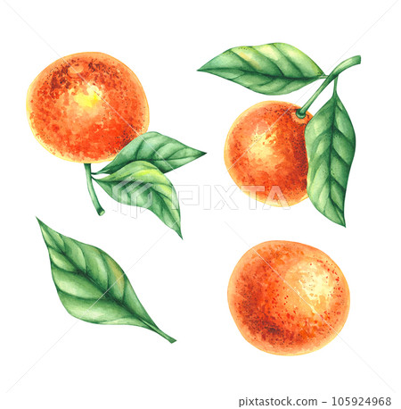 Citrus fruits with leaves, fruits isolated on white backgroun 105924968