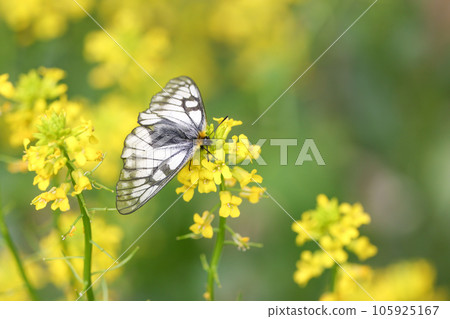 白蝴蝶棲息在油菜花上 白蝴蝶棲息在油菜花上 105925167