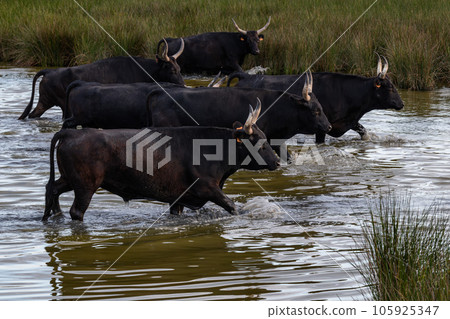 natural scene in Camargue with bulls natural scene in Camargue with bulls 105925347